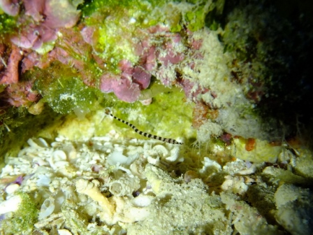 サイパン ダイビング