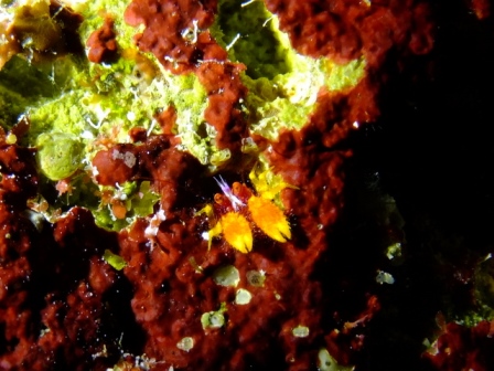 サイパン ダイビング