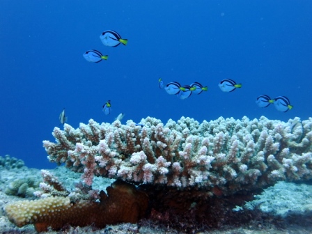 サイパン 体験ダイビング