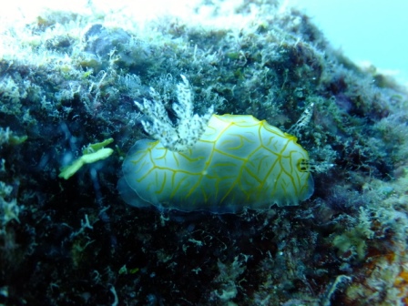 サイパン ダイビング ライセンス