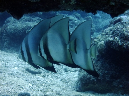 サイパン ダイビング