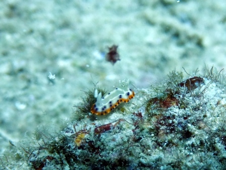 サイパン ダイビング ライセンス