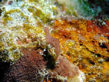 サイパン 体験ダイビング