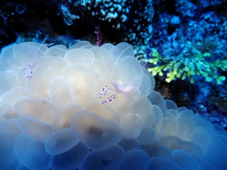 サイパン 体験ダイビング