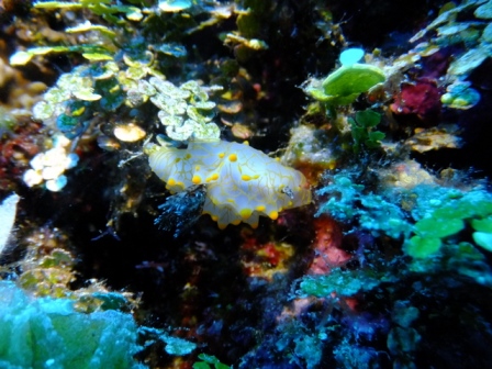 サイパン ダイビングショップ