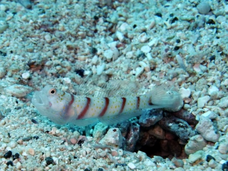 サイパン ダイビングショップ