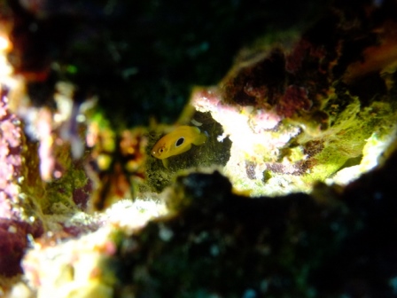 サイパン ダイビングショップ