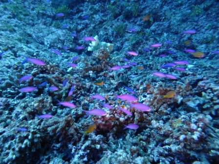 サイパン ダイビング ライセンス