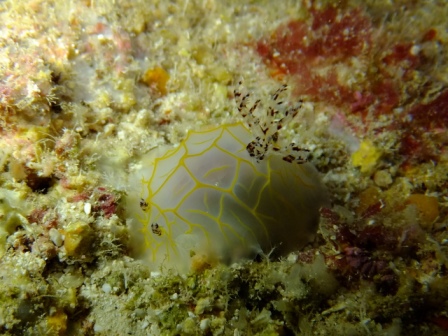 サイパン 体験ダイビング