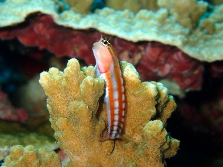 サイパン 体験ダイビング