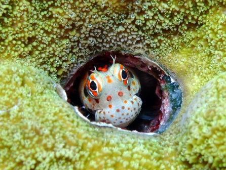 サイパン ダイビング ライセンス