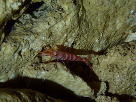 サイパン ダイビングショップ