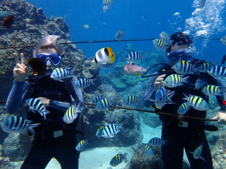 サイパン ダイビング ライセンス