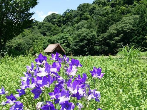 梅雨の晴れ間の白川郷 ５