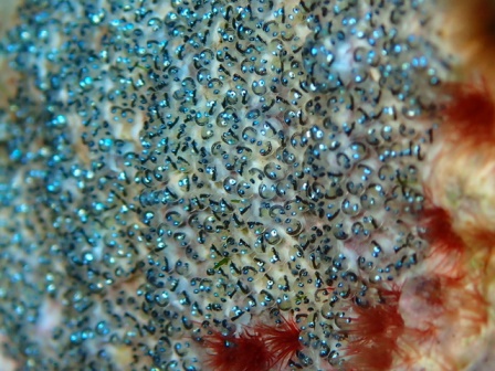 サイパン 体験ダイビング