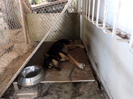 サイパン ダイビング