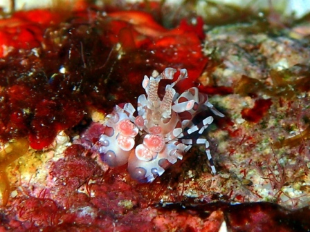 サイパン ダイビング ライセンス