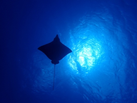 サイパン ダイビング ライセンス