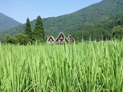 お盆のお出かけどこに行く? 白川郷3