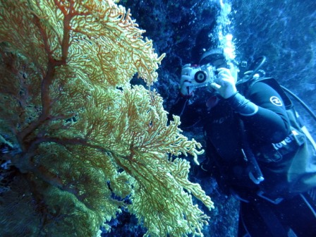 サイパン ダイビング ライセンス