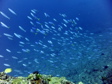 サイパン 体験ダイビング