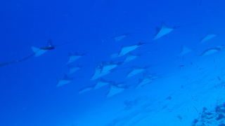 サイパンダイビング