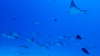 サイパンダイビング