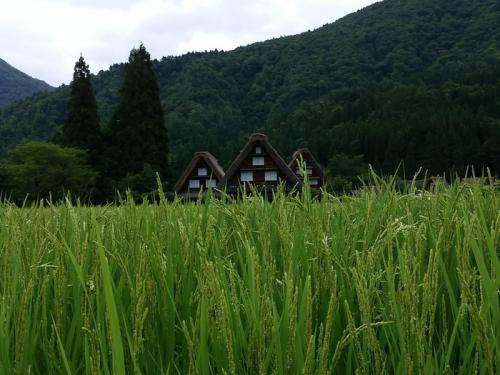 少しずつ暑さが和らぐこの季節!白川郷へ8