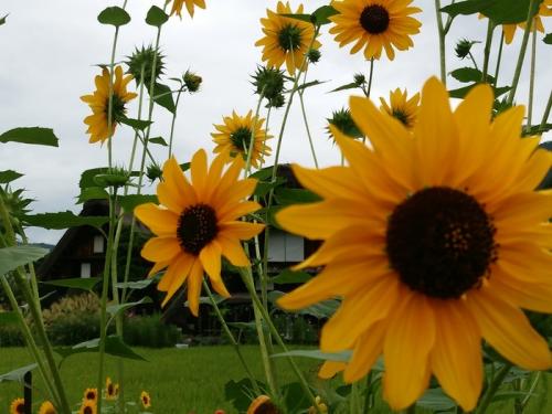 あっという間に夏の終わりに 6