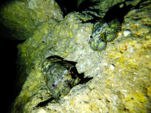 サイパン ダイビング