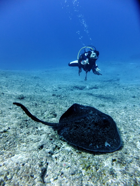 サイパン ダイビング ライセンス