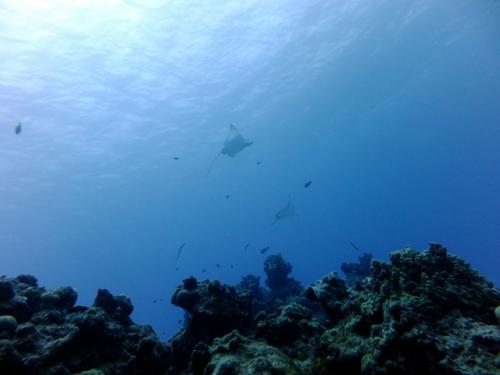 サイパン ダイビング