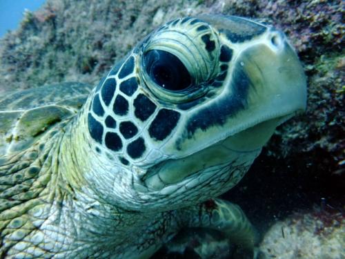 サイパン ダイビング