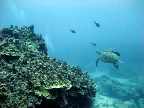 サイパン ダイビング