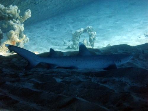 サイパン 体験ダイビング