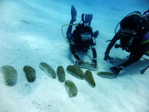 サイパン ダイビング ライセンス