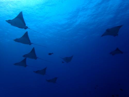 サイパン ダイビング ライセンス