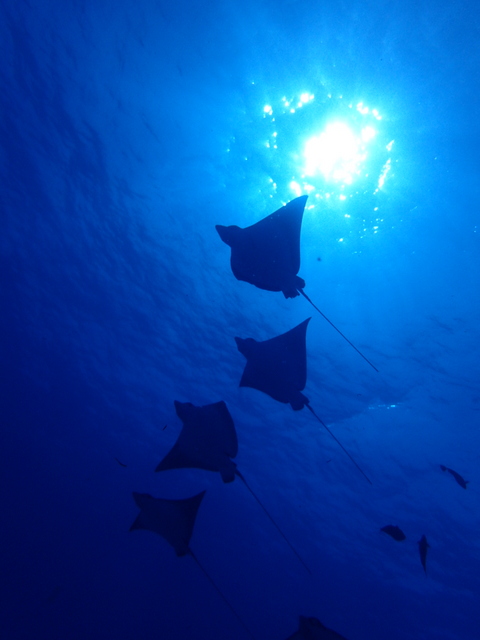 サイパン 体験ダイビング