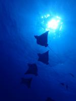 サイパン　体験ダイビング