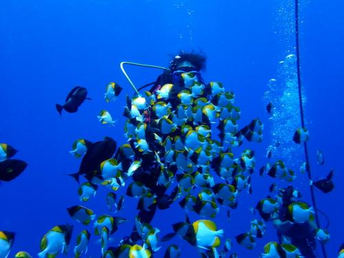 サイパン ダイビング