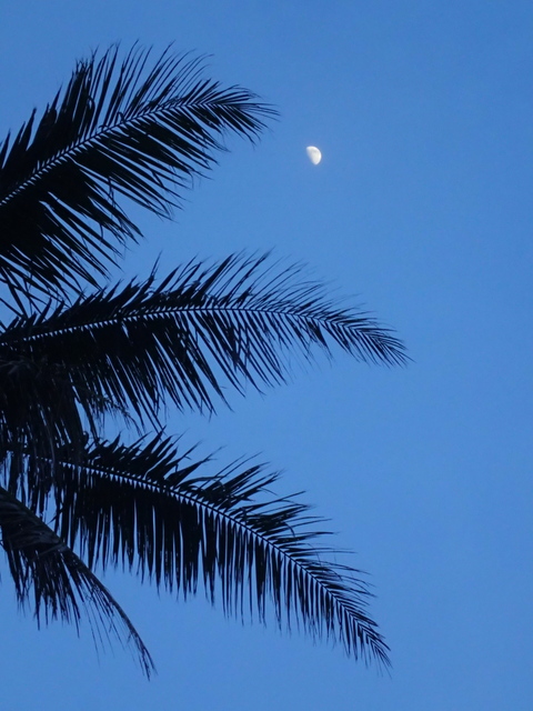 サイパン ダイビング ライセンス