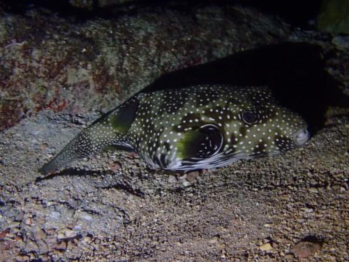 サイパン ダイビング