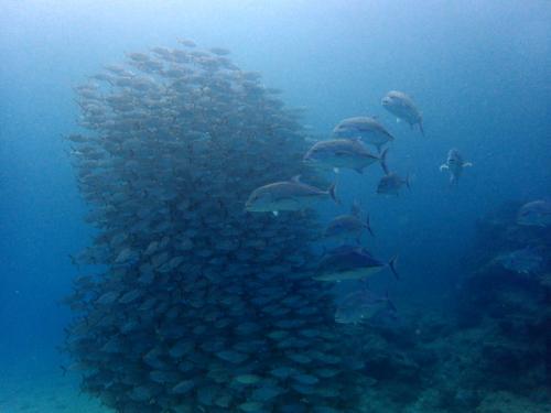 サイパン ダイビング