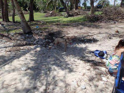 サイパン ダイビング ライセンス