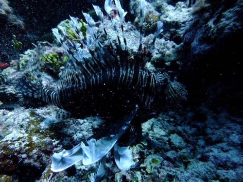 サイパン ダイビングショップ