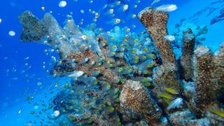 サイパンダイビング