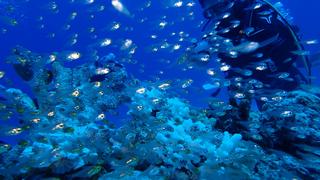 サイパンダイビング