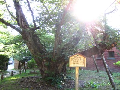 日本一の幹周のソメイヨシノ