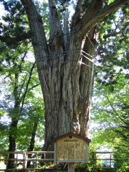ボランティアガイドさんと歩く弘前公園 後編 朝市も体験しました 青岩秋子さんの旅行ブログ トラベルコ
