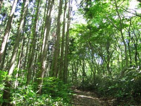 留山 杉林&ブナ林